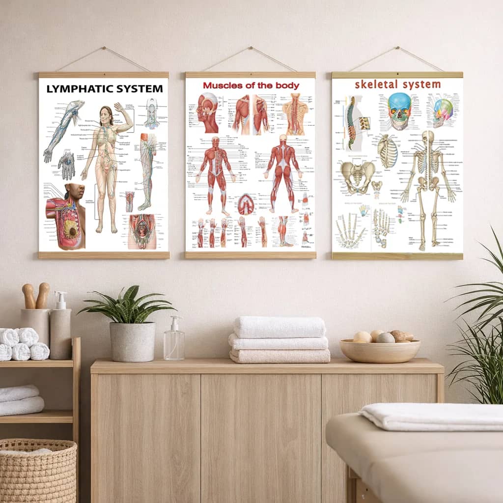 Detailed ear anatomy poster showing external, middle, and inner ear, auditory pathways, and vestibular system structures