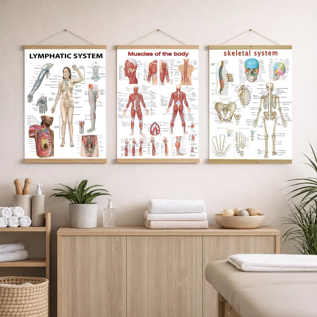 Detailed ear anatomy poster showing external, middle, and inner ear, auditory pathways, and vestibular system structures