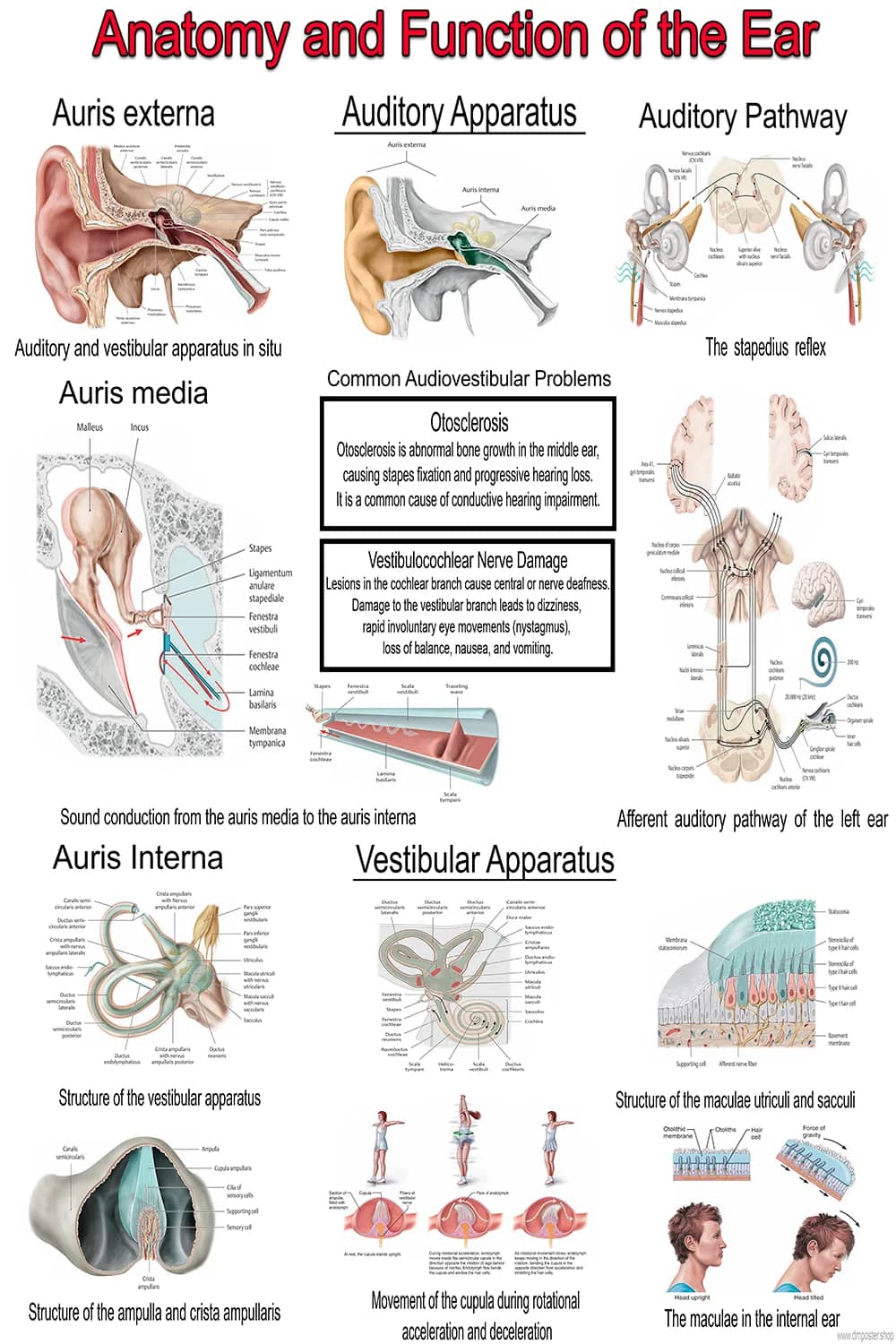 Detailed ear anatomy poster showing external, middle, and inner ear, auditory pathways, and vestibular system structures