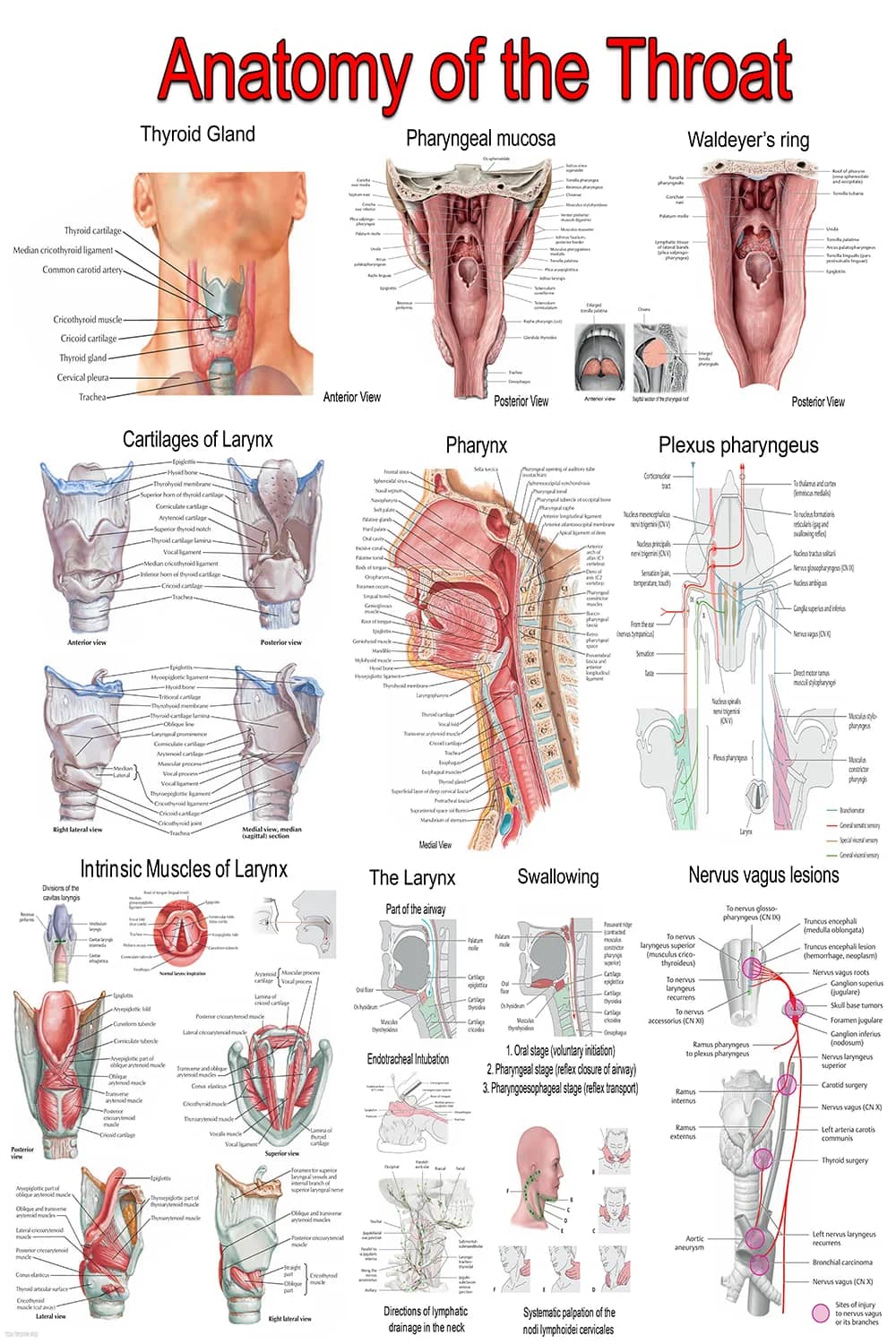Detailed throat anatomy poster showing larynx, pharynx, thyroid gland, swallowing mechanism, and vagus nerve pathways