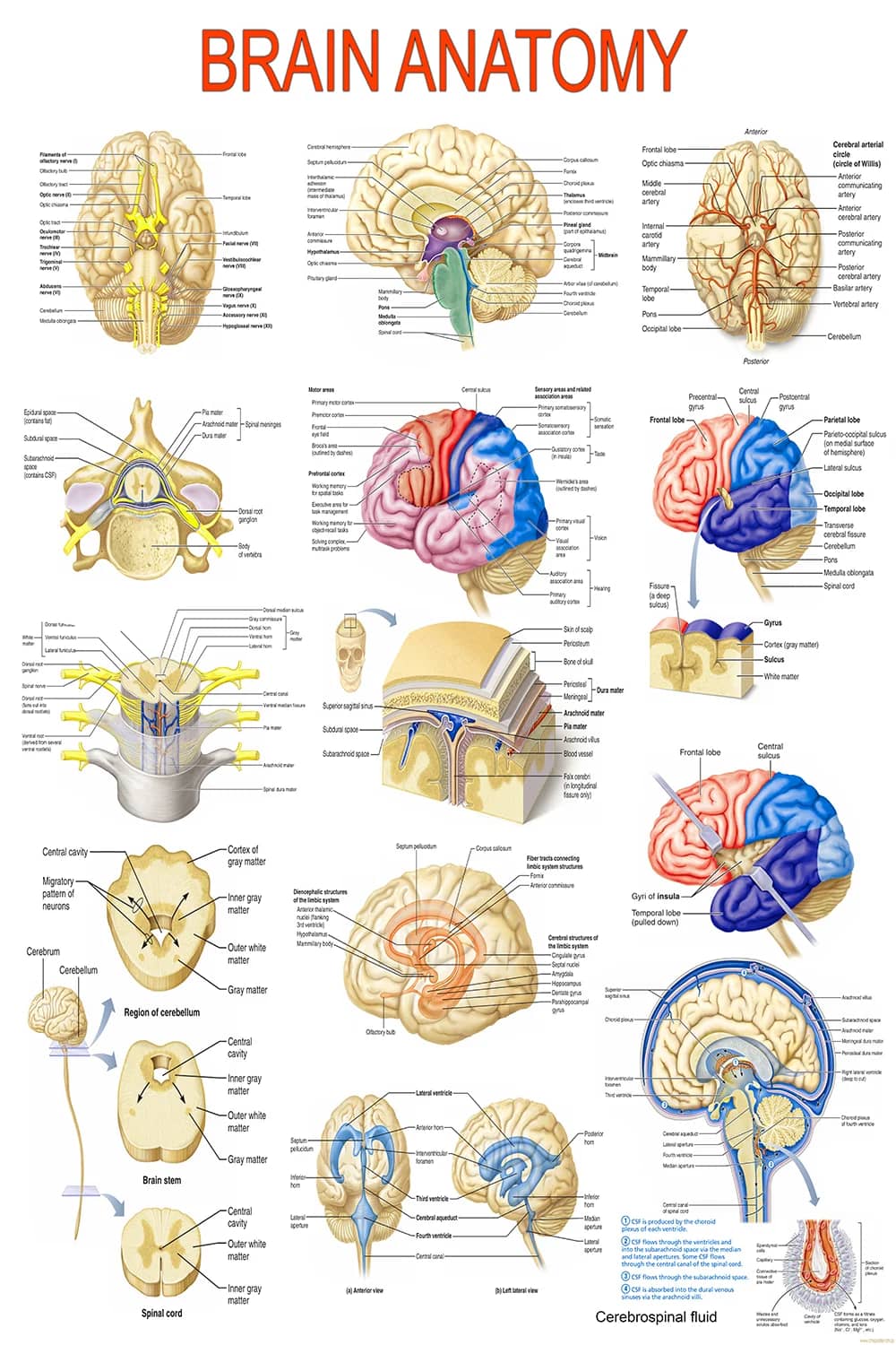 Detailed brain anatomy poster showing lobes, blood vessels, cerebrospinal fluid, and central nervous system structures