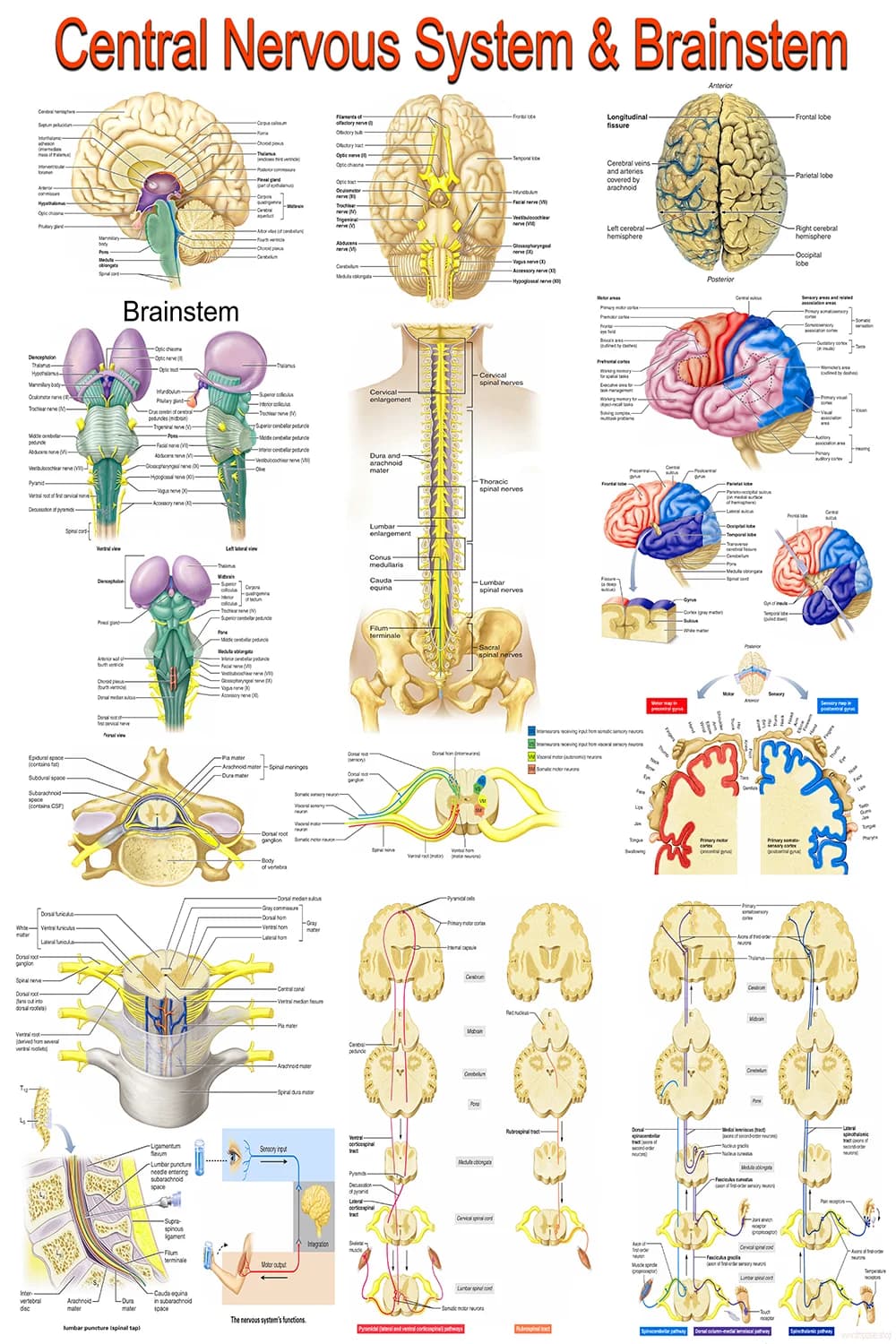 Central Nervous System And Brainstem anatomical poster main view