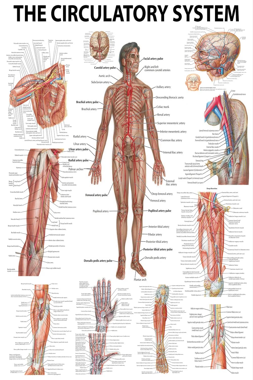 Circulatory system poster main view showing arteries, heart, and pulse points