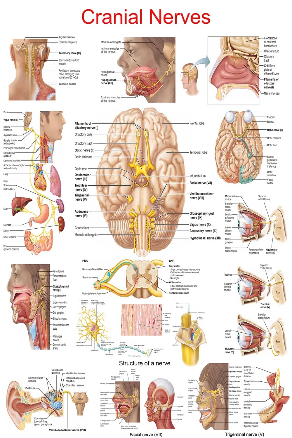 Cranial nerves poster main view with nerves I-XII and brainstem pathways