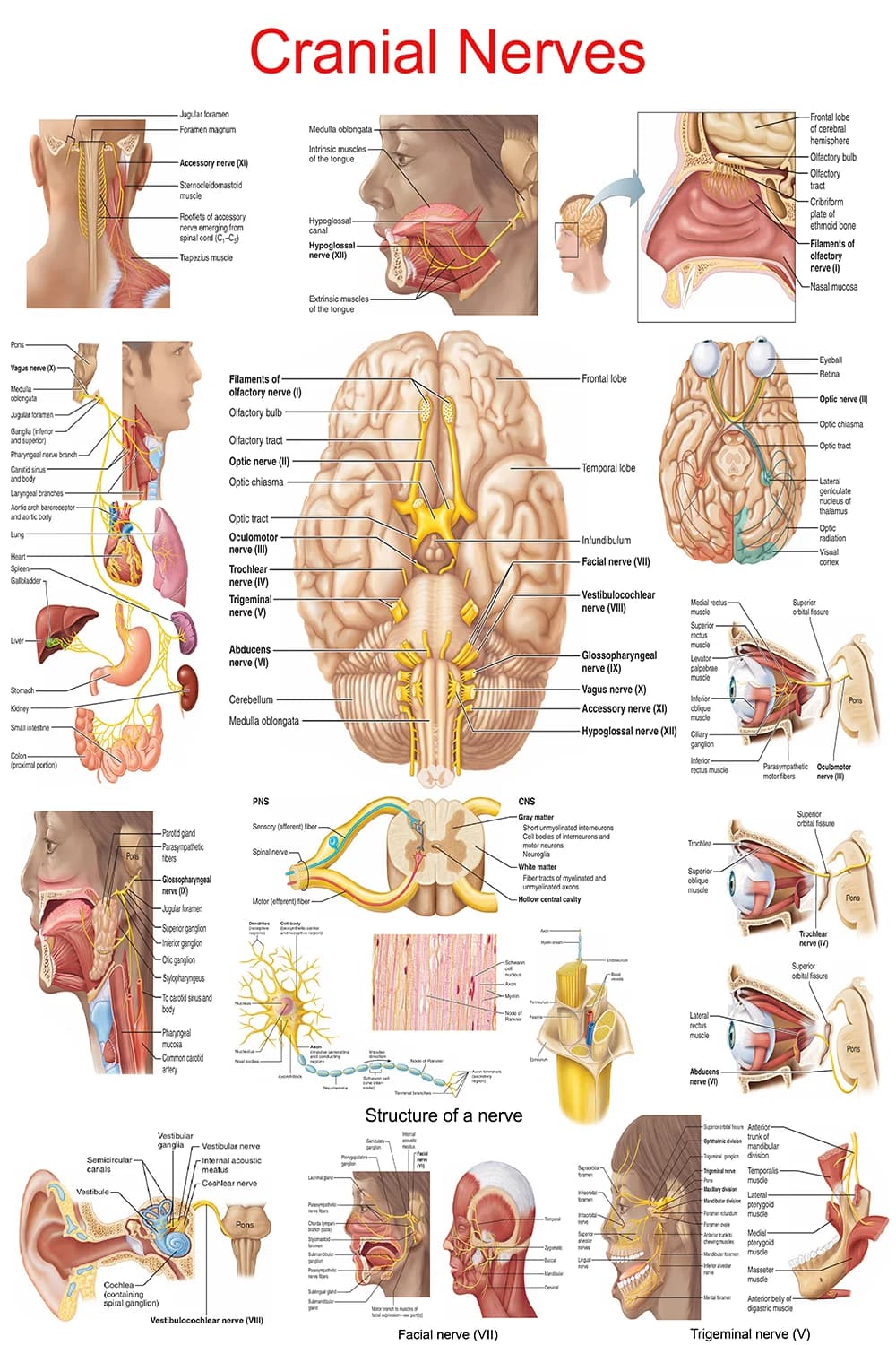 Cranial nerves poster main view with nerves I-XII and brainstem pathways
