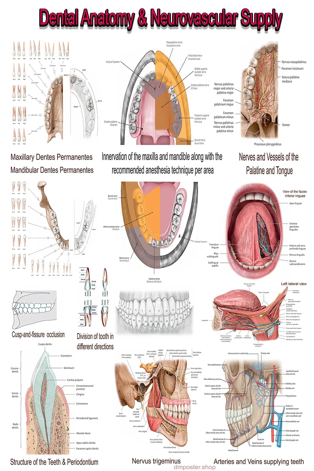 Dental anatomy poster main view with oral neurovascular supply and trigeminal pathways