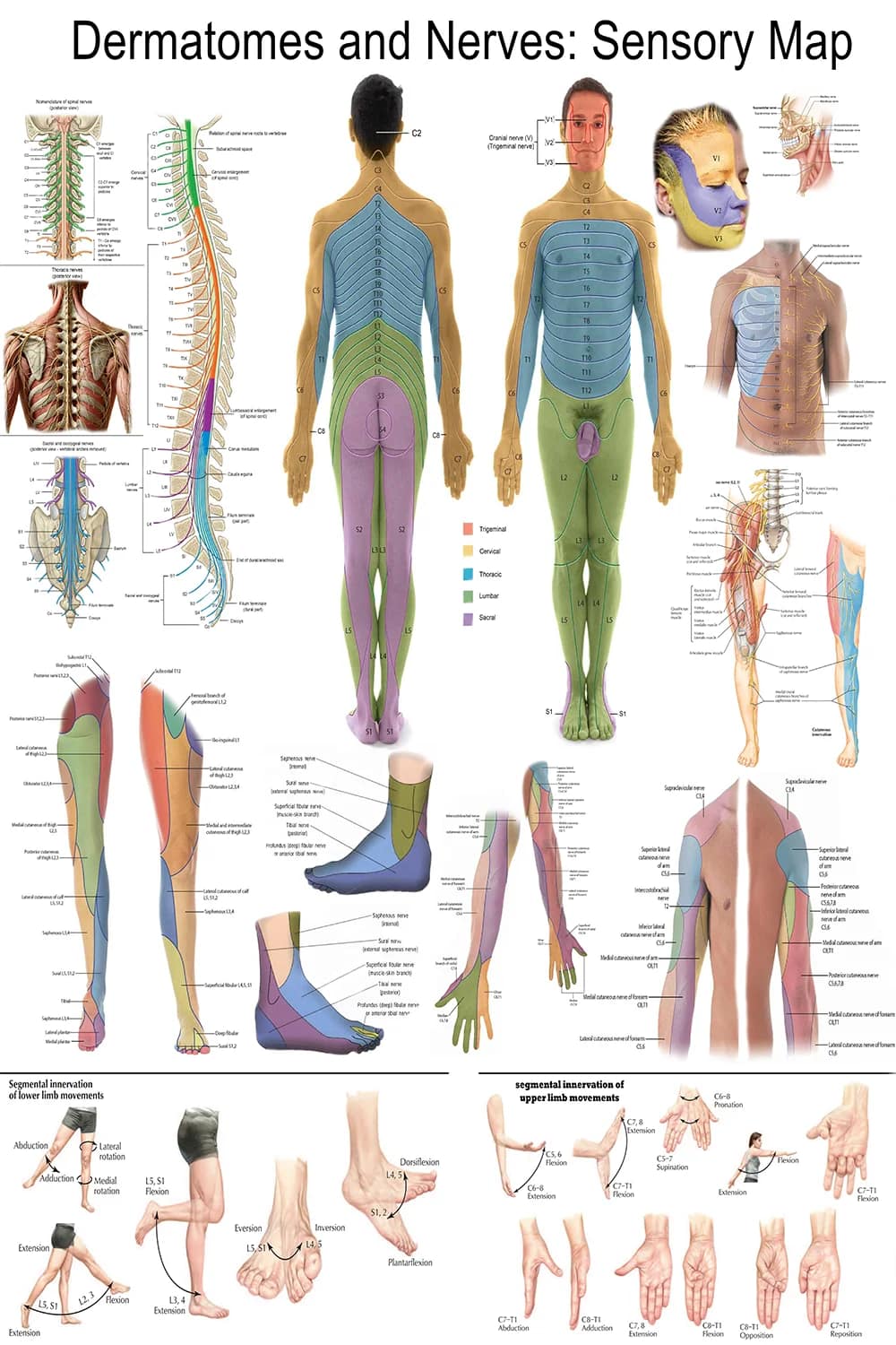 Dermatomes poster main view with full-body sensory map and spinal nerve segments