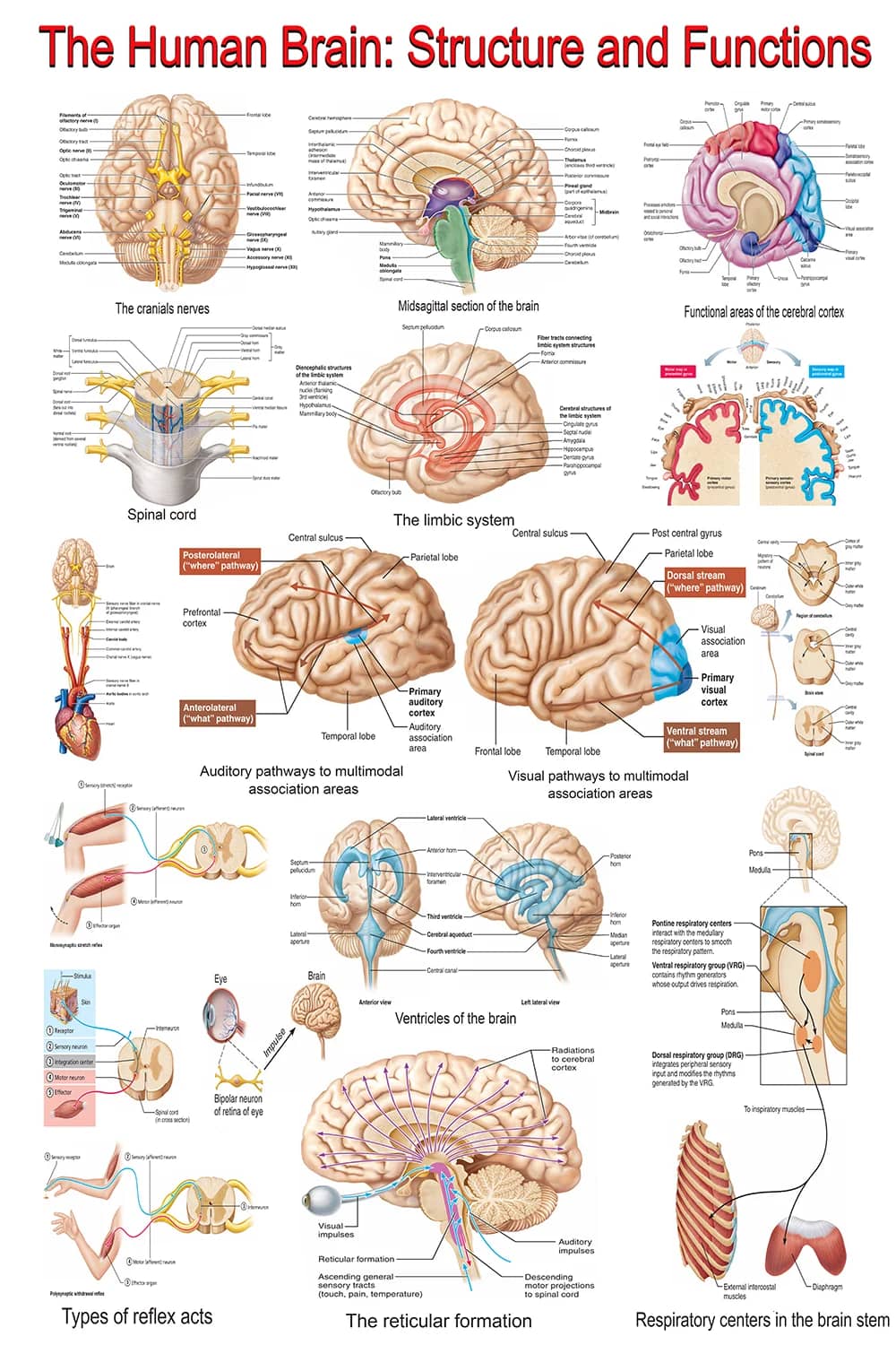 Poster showing human brain structure, functions and neural pathways