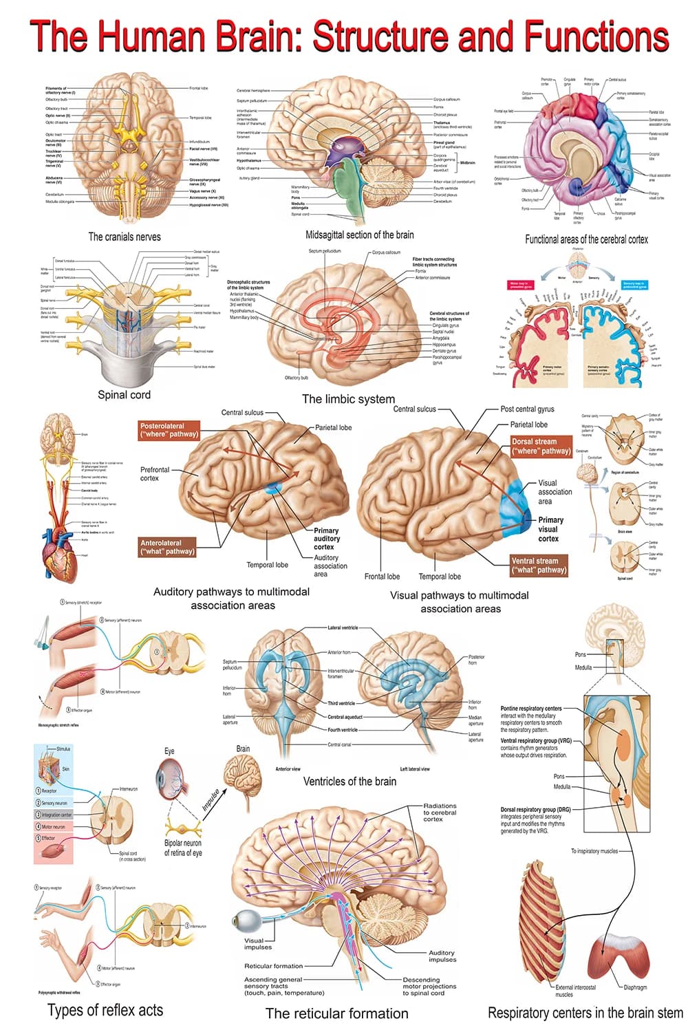 Poster showing human brain structure, functions and neural pathways