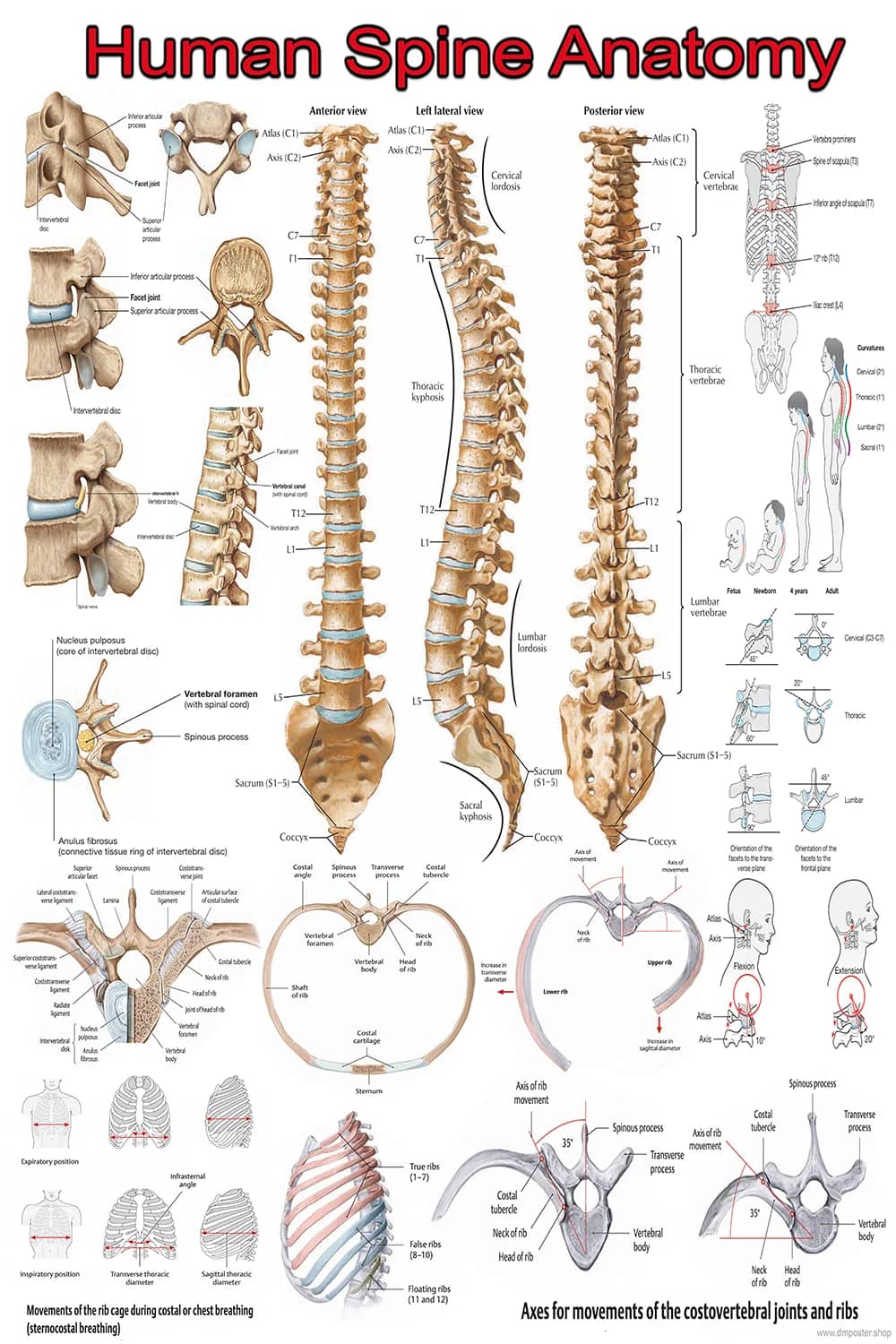Human spine anatomy poster main view with vertebral column and spinal regions