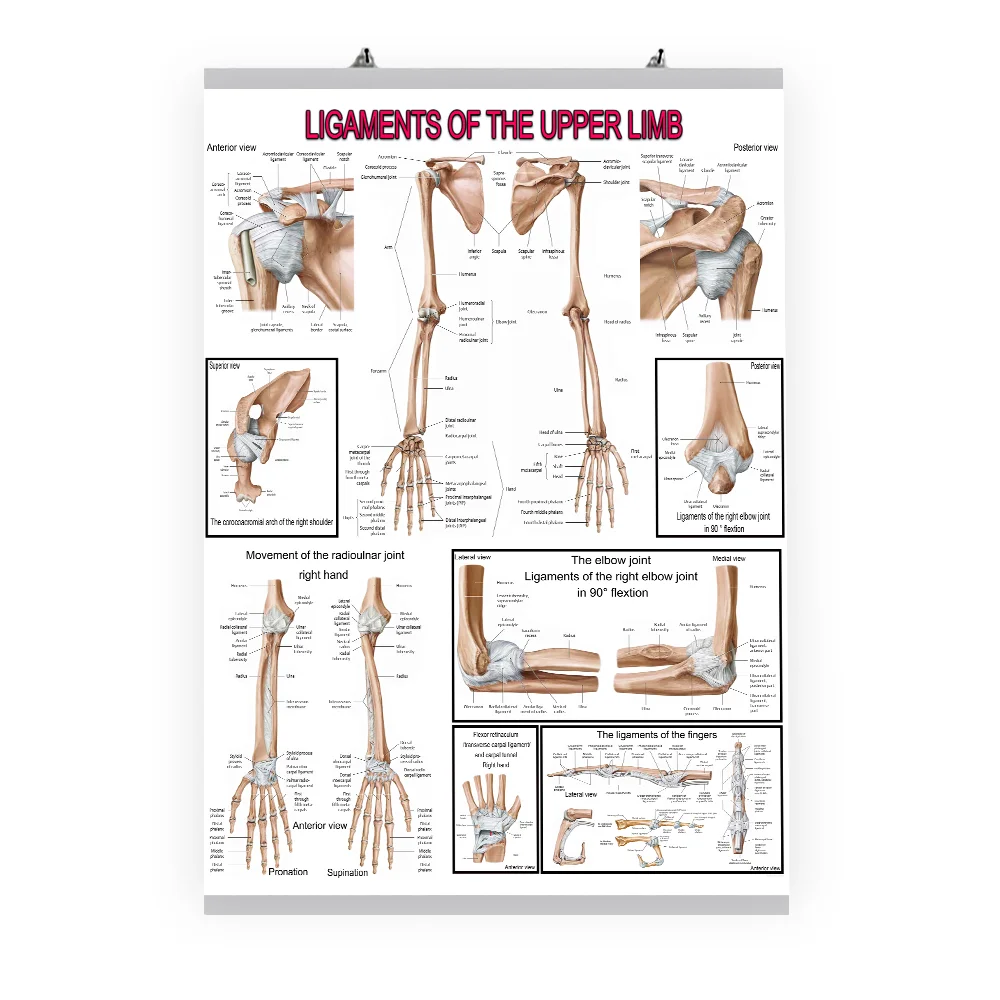 Ligaments Of The Upper Limb anatomical poster 70 x 50 cm PVC frame view
