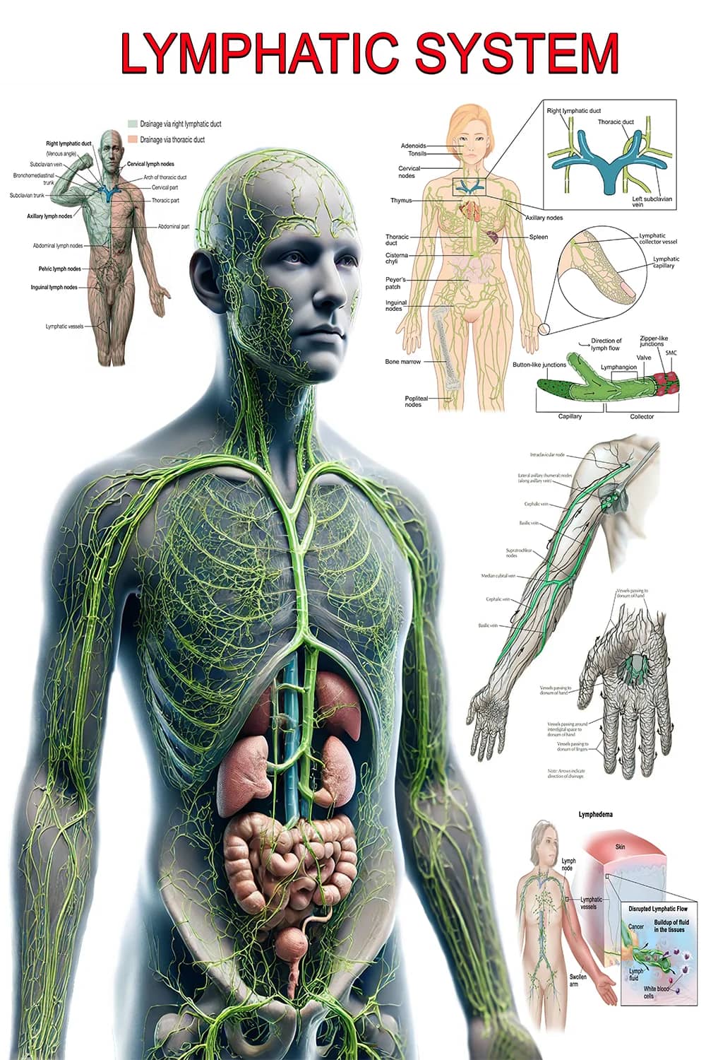 Lymphatic system poster main view with full body lymph drainage pathways