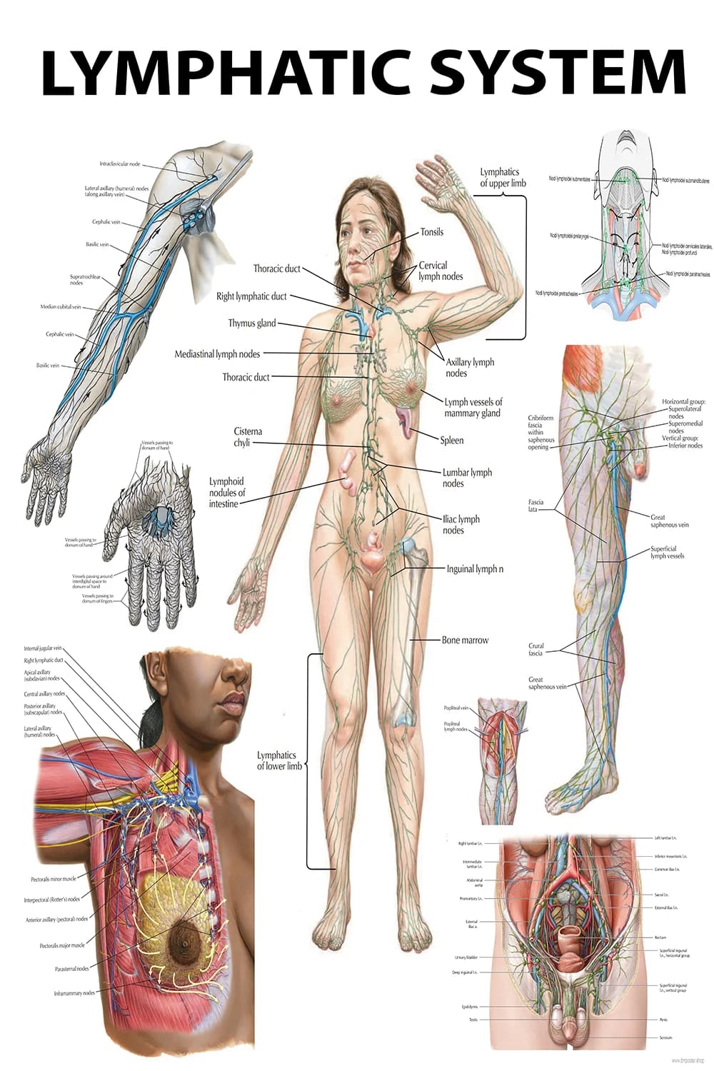 Lymphatic system anatomy poster main view with full-body circulation and nodal structures
