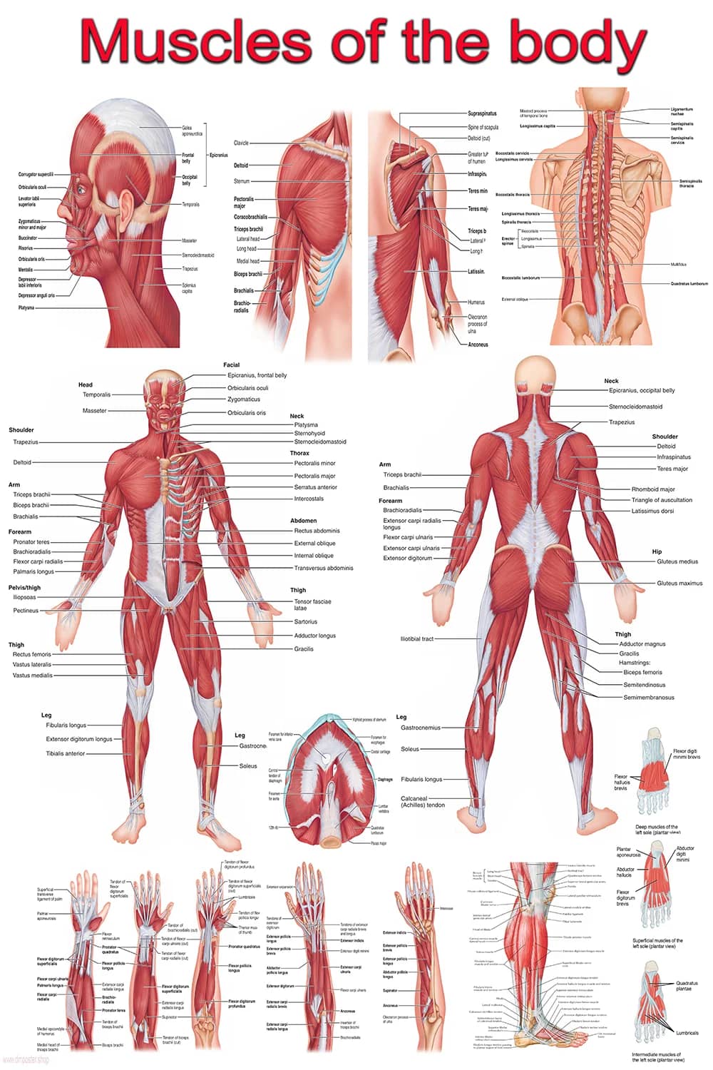 Full body muscle anatomy poster showing front and back human muscle groups