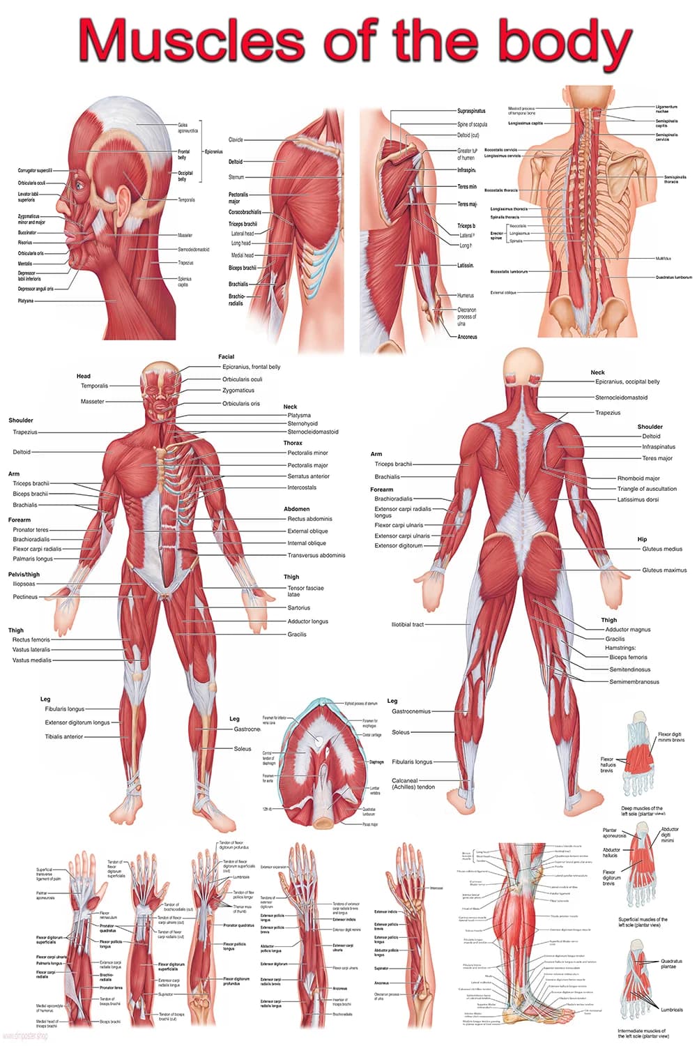 Full body muscle anatomy poster showing front and back human muscle groups