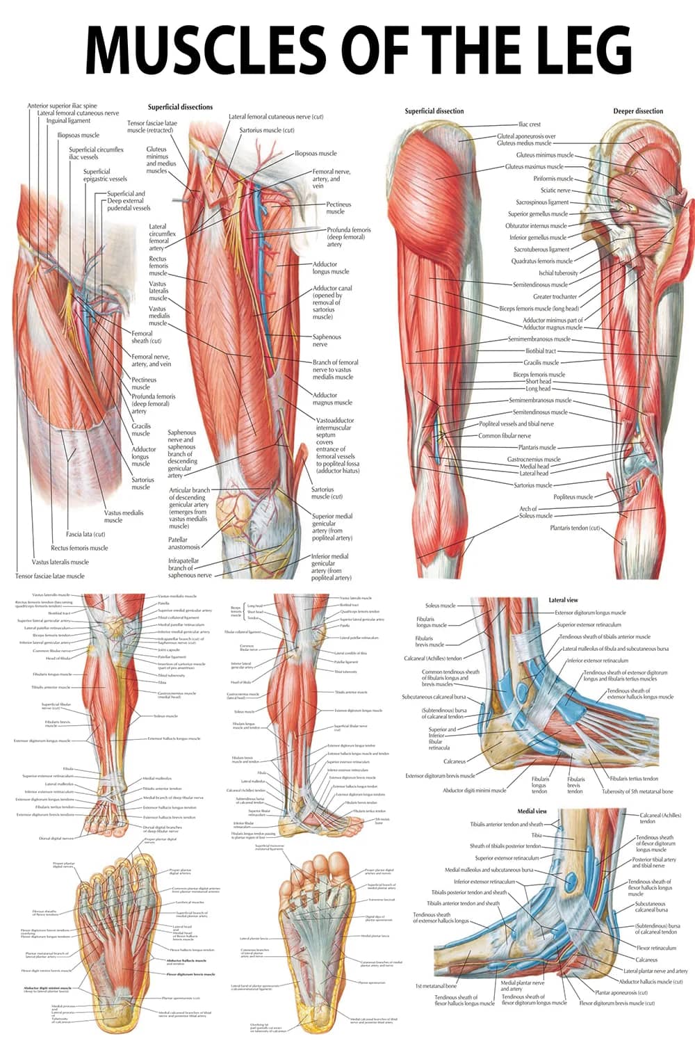 Leg muscle anatomy poster showing thigh, calf, and foot muscle groups