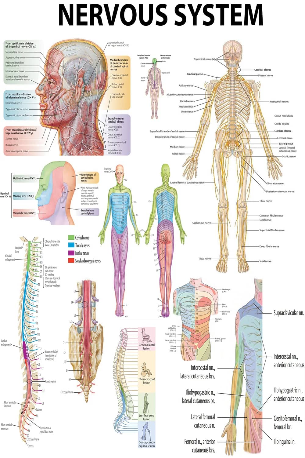 Poster showing human nervous system with spinal cord, peripheral nerves, and dermatomes