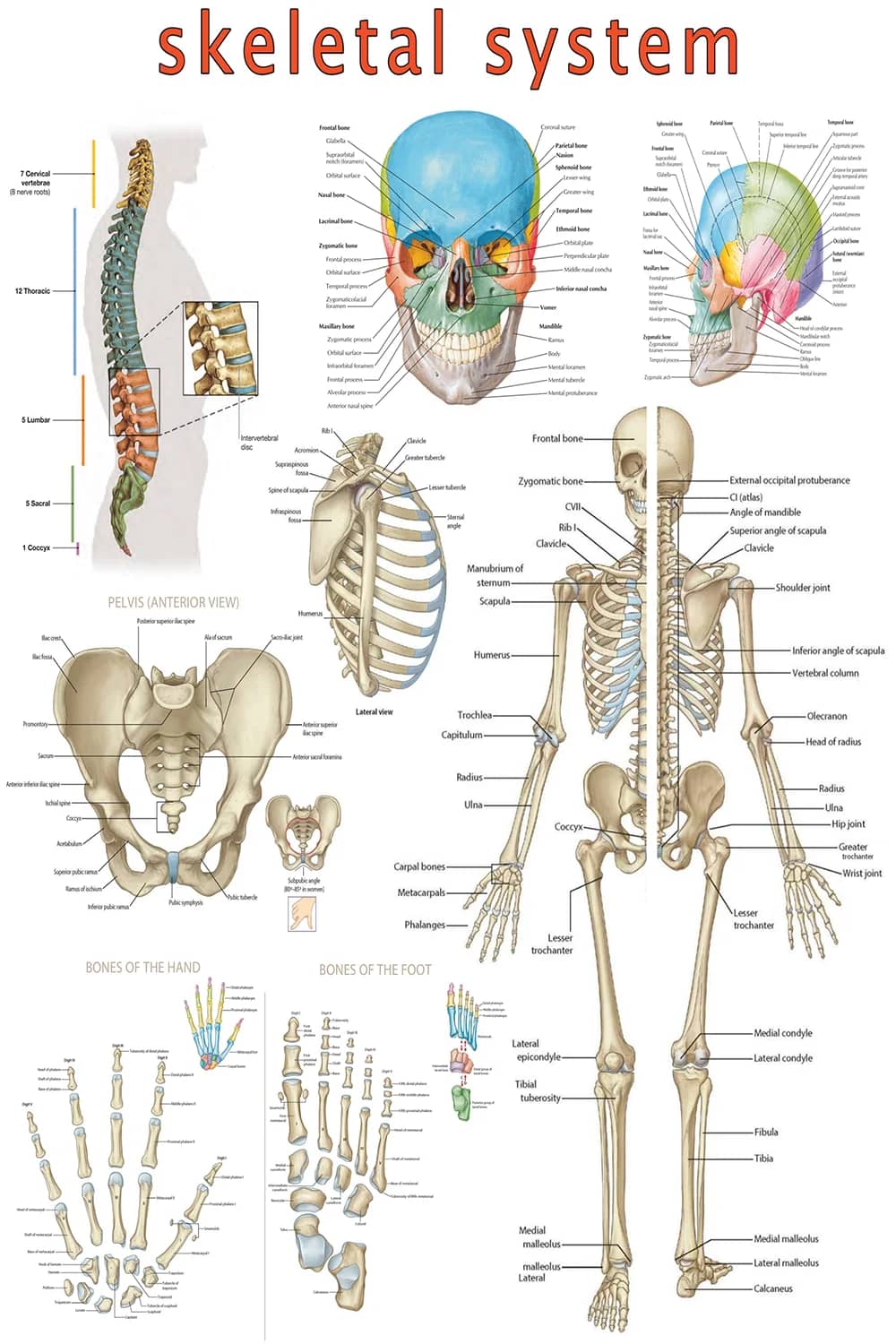 Skeletal System anatomical poster main view