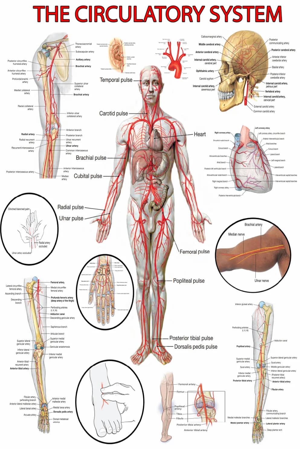 Circulatory system poster main view with full-body arterial anatomy