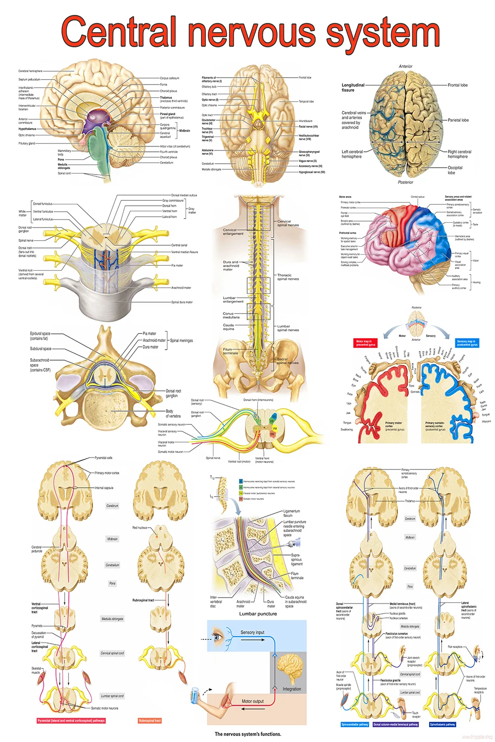 Central Nervous System Poster | DM Anatomy