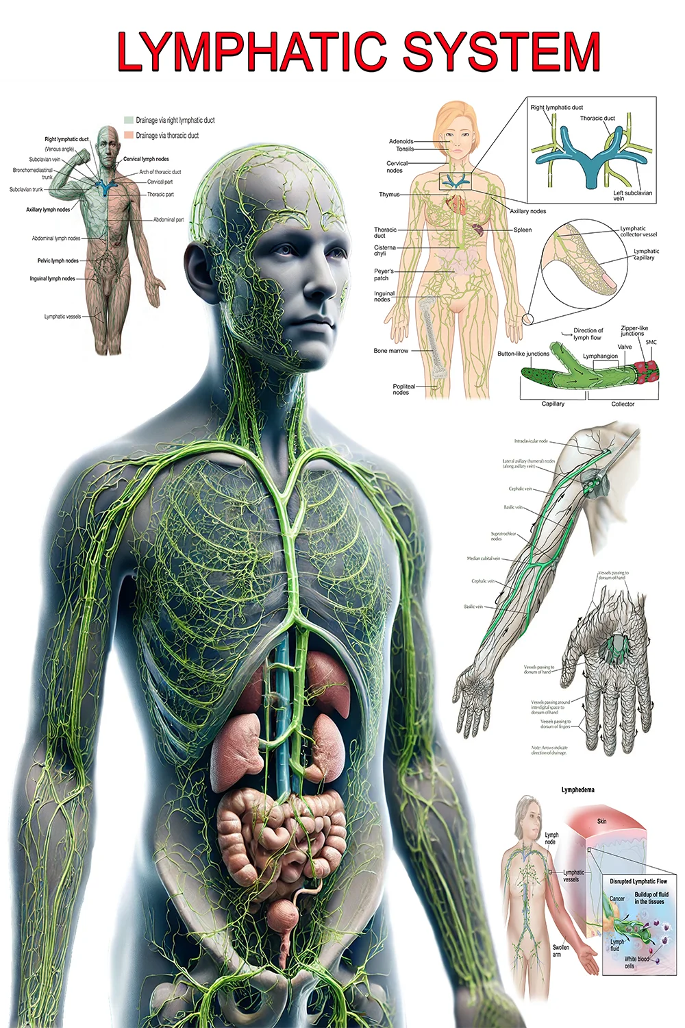 Lymphatic System and Drainage Poster | DM Anatomy